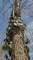 Hedera helix