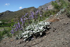 Salvia canescens