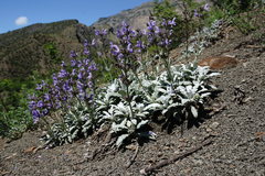 Salvia canescens