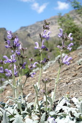 Salvia canescens