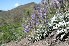 Salvia canescens