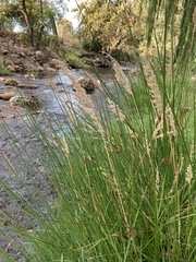 Lachnagrostis lachnantha, photograph Dave Richardson, CC BY, iNaturalist via GBIF