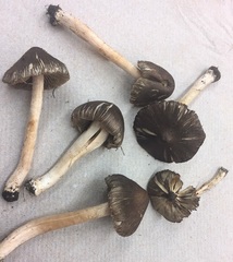 Inocybe subdestricta