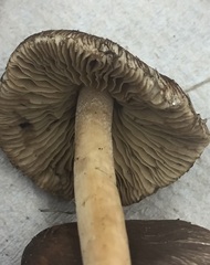 Inocybe subdestricta