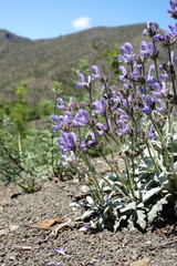 Salvia canescens