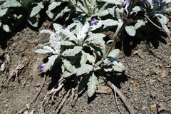 Salvia canescens