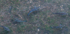 Actinopterygii