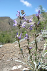 Salvia canescens