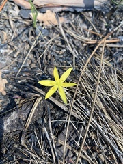 Hypoxis juncea