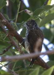 Picumnus squamulatus