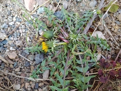 Taraxacum baeckiiforme