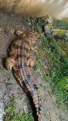 Crocodylidae