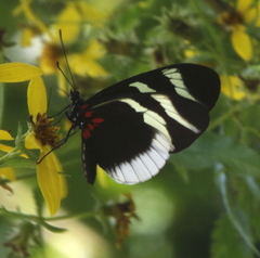 Heliconius eleuchia