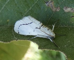 Linosta centralis