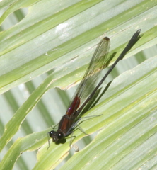 Hetaerina cruentata