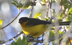 Myioborus flavivertex