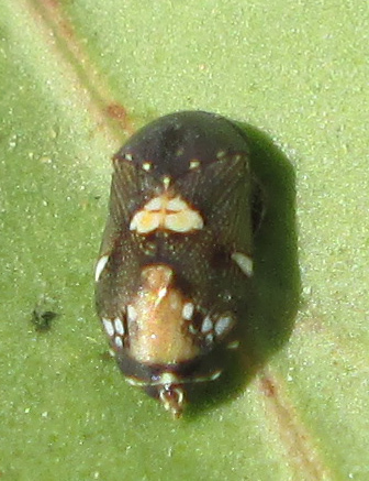 Penthimia vinula