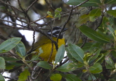 Myiothlypis basilica