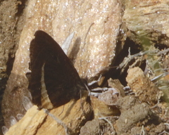 Pedaliodes tyrrheus