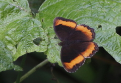 Pedaliodes symmachus