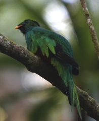 Pharomachrus fulgidus