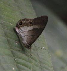 Euptychoides laccine
