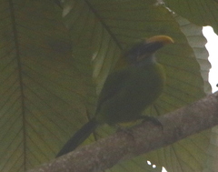 Aulacorhynchus sulcatus