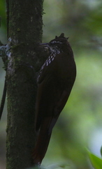 Lepidocolaptes lacrymiger