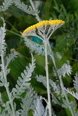 Achillea clypeolata
