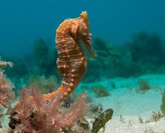 White's Seahorse photo 3