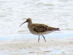 Numenius phaeopus phaeopus