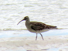 Numenius phaeopus phaeopus