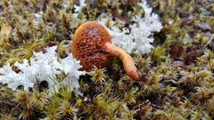 Chalciporus aurantiacus