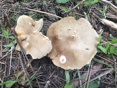 Melanoleuca strictipes