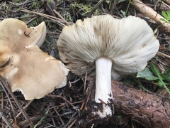 Melanoleuca strictipes