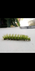 Automeris coresus