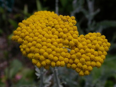 Achillea clypeolata