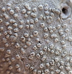Pertusaria pustulata