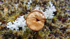 Chalciporus aurantiacus