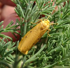 Pseudocragia quadrinotata