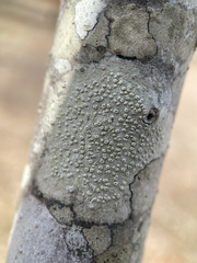 Pertusaria pustulata