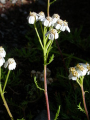 Achillea erba-rotta