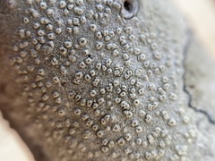 Pertusaria pustulata