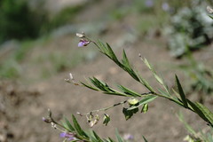 Polygala sosnowskyi