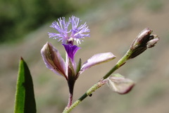 Polygala sosnowskyi
