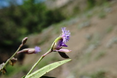 Polygala sosnowskyi