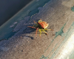 Tylospilus chilensis