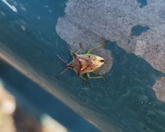 Tylospilus chilensis