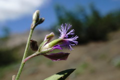 Polygala sosnowskyi