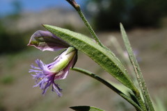 Polygala sosnowskyi